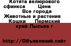 Котята велюрового сфинкса. .. › Цена ­ 15 000 - Все города Животные и растения » Кошки   . Пермский край,Лысьва г.